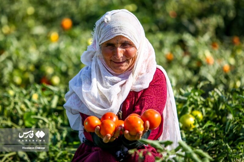 برداشت گوجه فرنگی در استان بوشهر