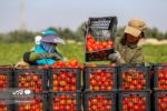 خبر خوب برای کشاورزان؛خرید توافقی گوجه فرنگی در بوشهر