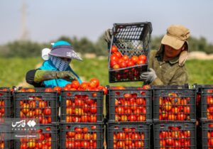 خبر خوب برای کشاورزان؛خرید توافقی گوجه فرنگی در بوشهر