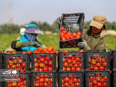 خبر خوب برای کشاورزان؛خرید توافقی گوجه فرنگی در بوشهر