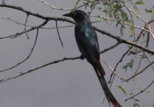 حضور پرنده نادر “بوچانگای خاکستری” نخستین بار در بوشهر ثبت شد