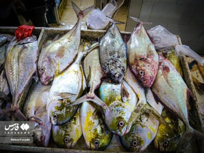 بازار ماهی فروشان جنوب+تصویر