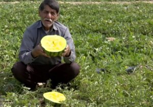 برداشت هندوانه آناناسی در دشتستان