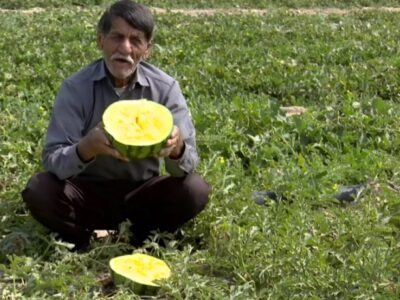 برداشت هندوانه آناناسی در دشتستان