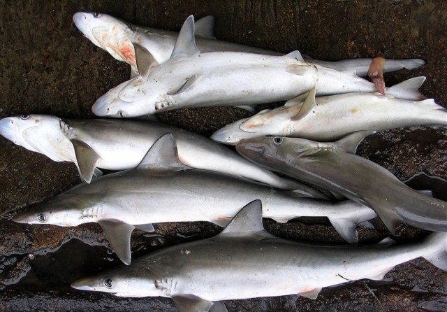 کشف ۱۰۰۰کیلو لاشه کوسه ماهی در ساحل بوشهر