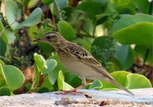 نخستین بار در کشور، حضور پرنده “پیپت خاوری” در عسلویه ثبت شد
