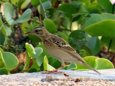 نخستین بار در کشور، حضور پرنده “پیپت خاوری” در عسلویه ثبت شد
