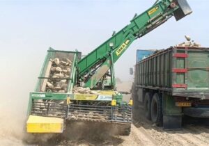 برای اولین بار در استان بوشهر؛برداشت چغندر قند