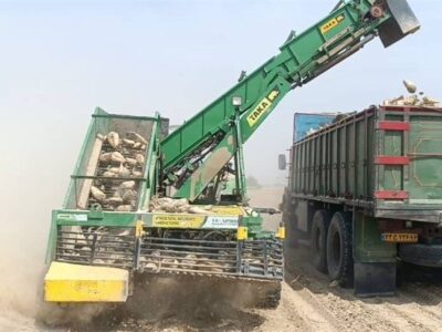 برای اولین بار در استان بوشهر؛برداشت چغندر قند