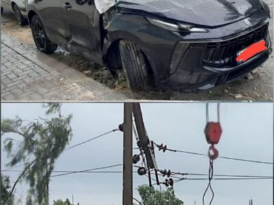 سقوط درختان در بیش از ۱۰۰ نقطه بوشهر به شبکه برق خسارت زد+عکس