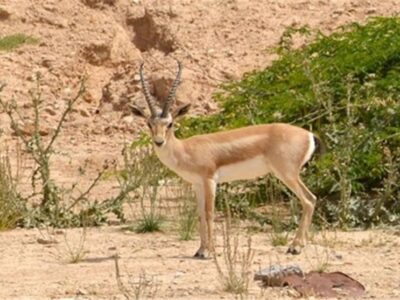 تلف شدن ۲۵ آهو در خارگ/ فقط این دو شناگاه بوشهر پاک است