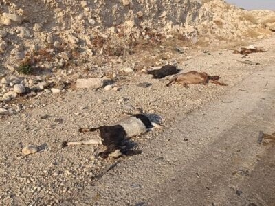 تصادف سواری با گله گوسفندان در بزرگراه سیراف؛ فوت چوپان و تلف شدن ۱۷ رأس دام